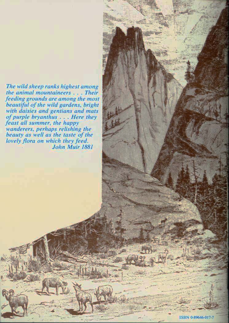  The Wild Sheep--1881. vist0017 back cover